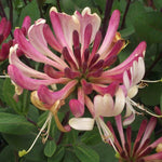 Lonicera Periclymenum 'rhubarb And Custard' | 1 x 3L | Pink