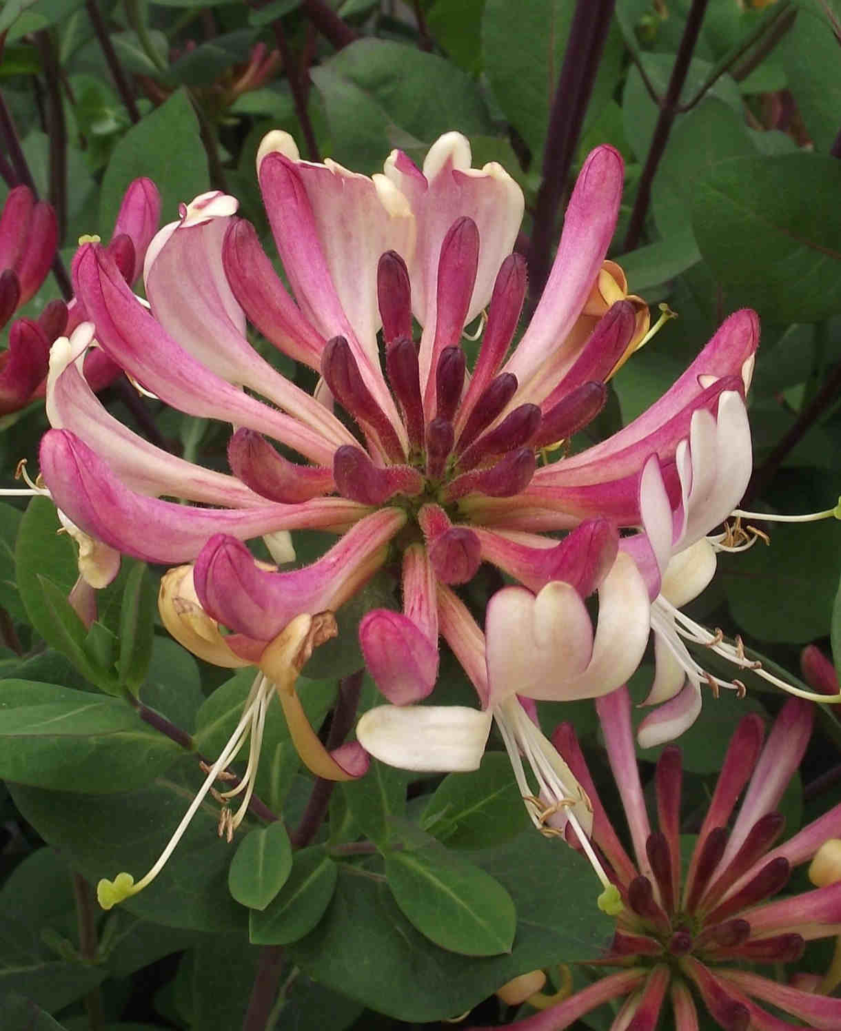 Lonicera Periclymenum 'rhubarb And Custard' | 1 x 3L | Pink