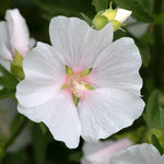 Lavatera 'marshmallow White Ice' | 1 x 9cm | White