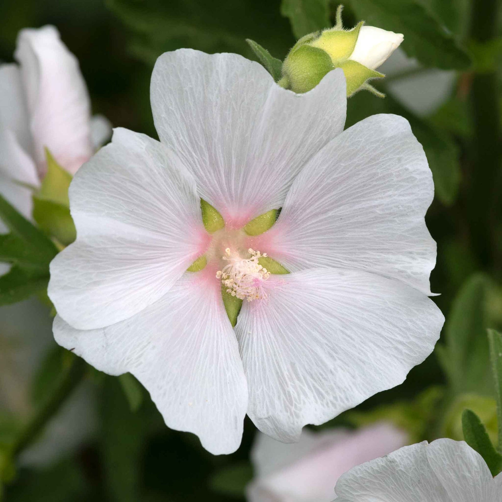 Lavatera 'marshmallow White Ice' | 1 x 9cm | White