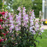 Antirrhinum Collection — Snap In Snapdragons, 3 Varieties, 6 Or 12 Plug Plants | Set of 6 | Multi Colour