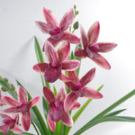50cm Large Dark Pink Artificial Orchid In Ceramic Planter