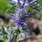 Eryngium 'picos Amethyst' Plants | 3 x 9cm | Multi