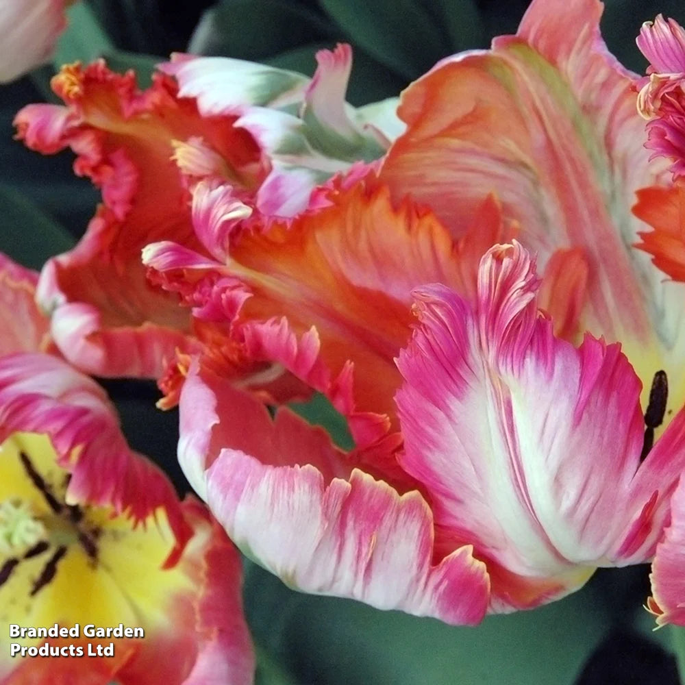 Tulip Parrot Mixed Bulbs | 16 x Bulbs