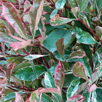 Hayloft Photinia Fraseri Louise - Year Round Interest - 9cm Pot