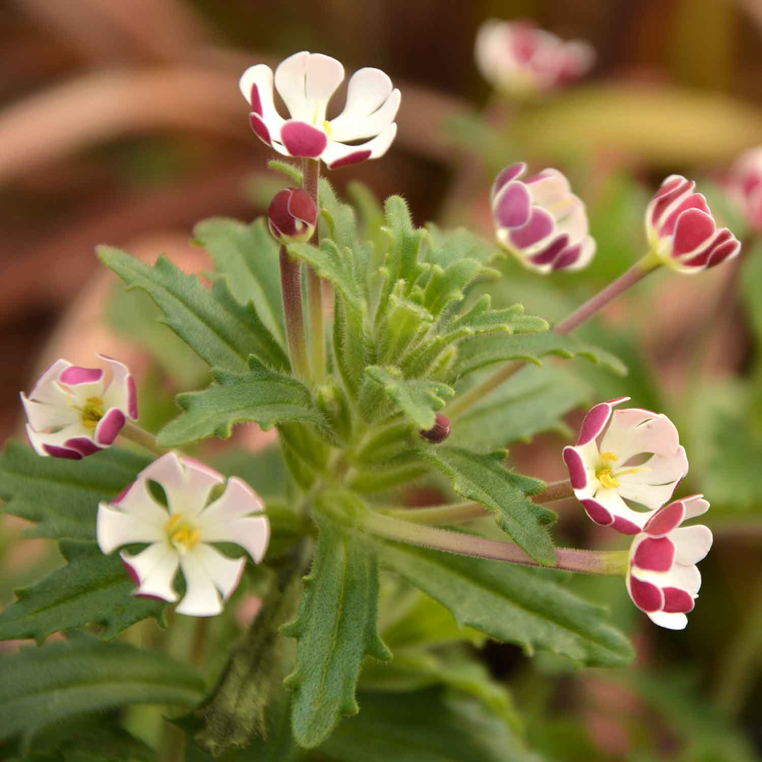 Zaluzianskya 'star Balsam' Night-scented Phlox, Fragrant Compact Perennial Plant | 3 x Jumbo Plugs | Multi