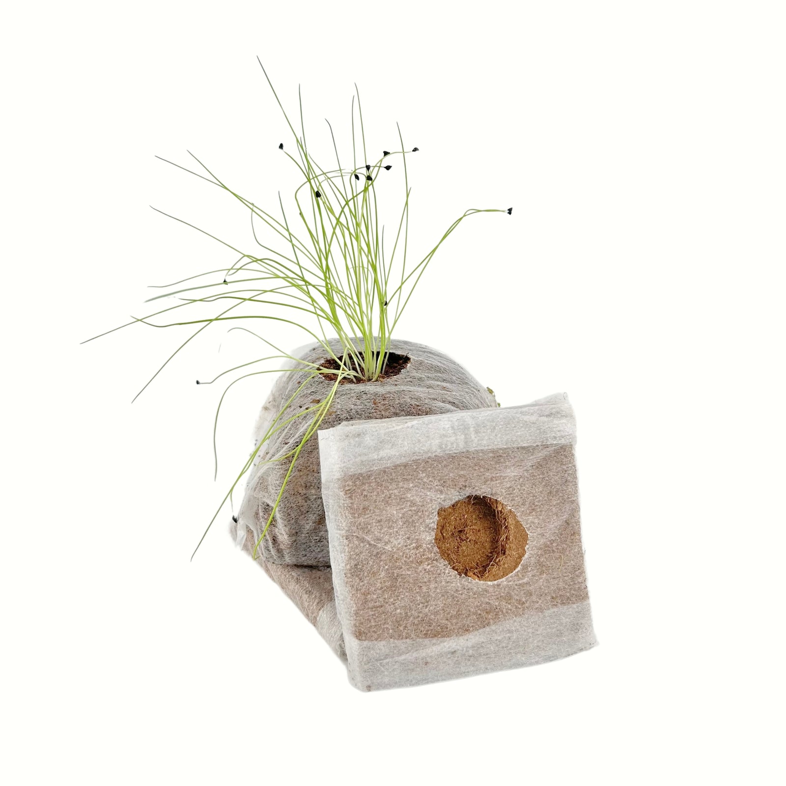Growcubes 10cm X 10cm – Pack Of 50