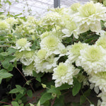 Clematis 'manju' Double White Climber Hardy Fast-growing | 1 x 9cm | Green & White