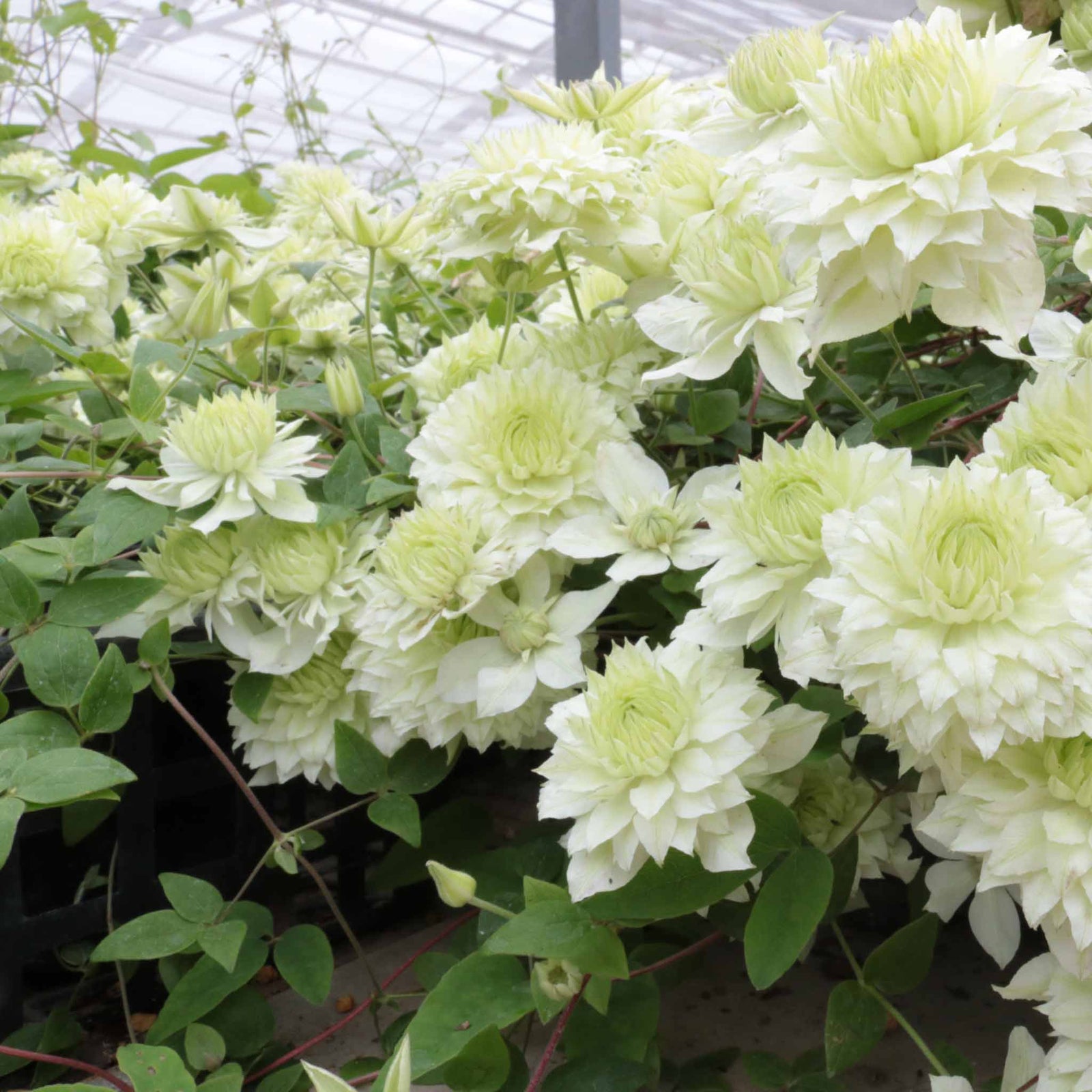 Clematis 'manju' Double White Climber Hardy Fast-growing | 1 x 9cm | Green & White