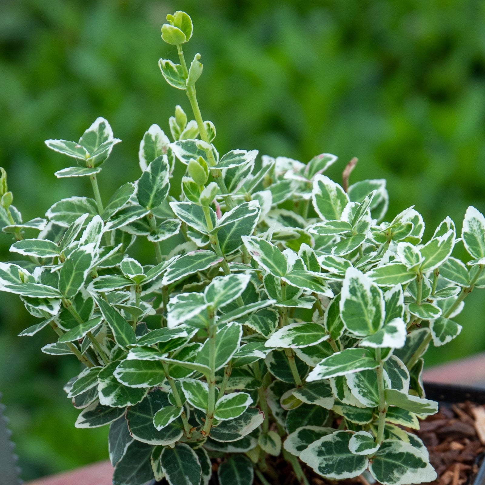 Euonymus Fortunei 'emerald Gaiety' Variegated Evergreen Groundcover | 1 x 3L | Green & White