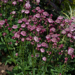Astrantia 'button Cerise' - Cerise-pink Pincushion Perennial | 1 x 2L | Pink