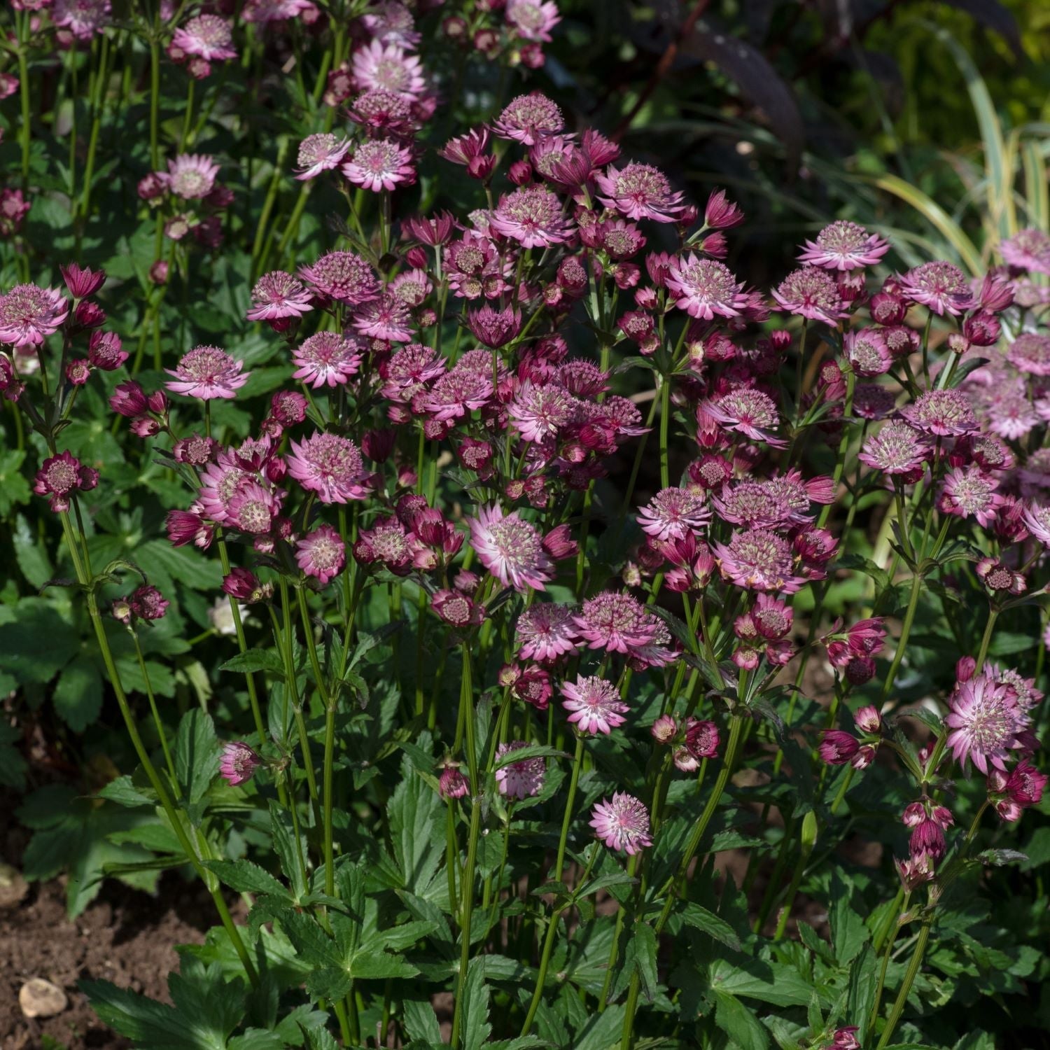 Astrantia 'button Cerise' - Cerise-pink Pincushion Perennial | 1 x 2L | Pink