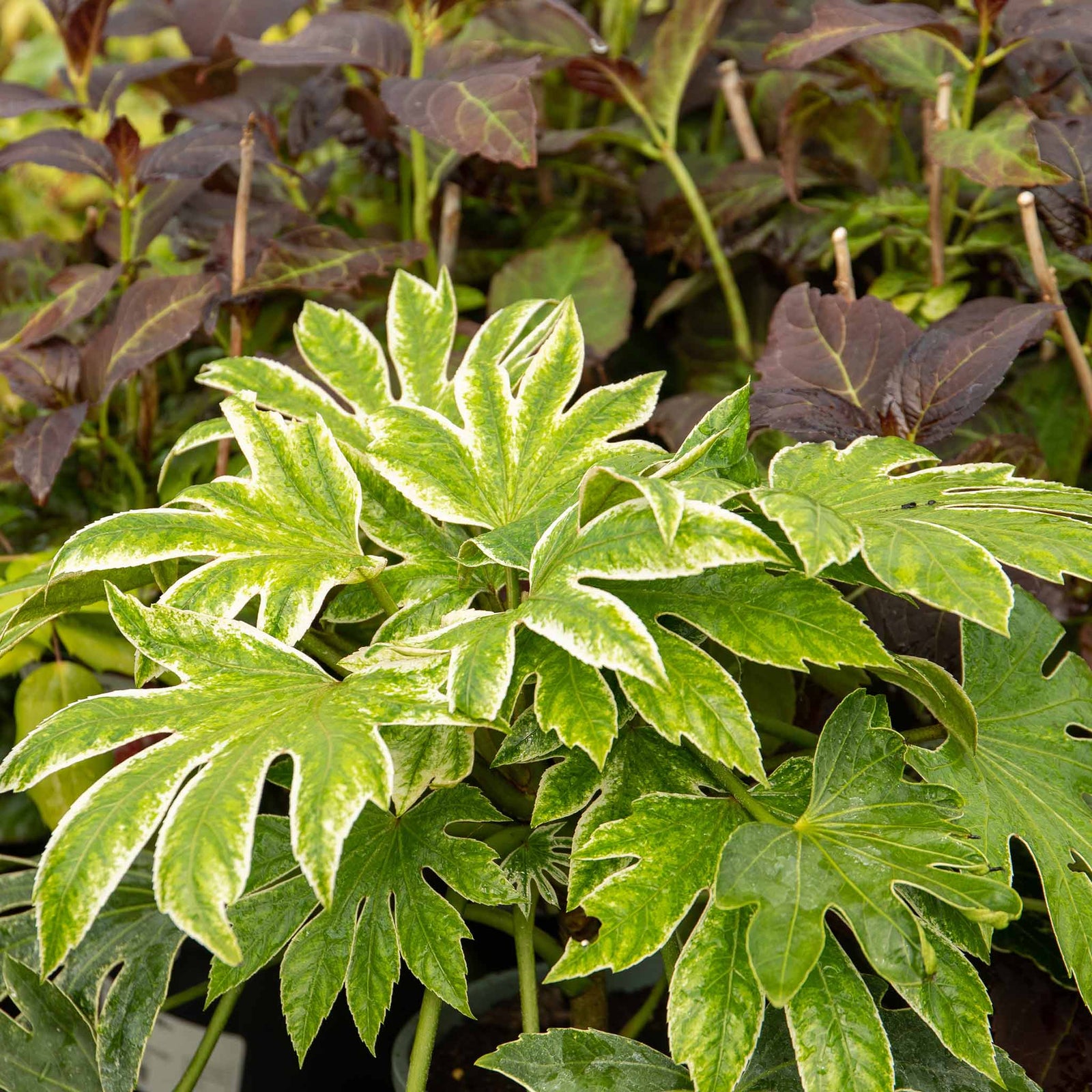 Fatsia Japonica 'spider's Web' Plant | 1 x 9cm | Green & White