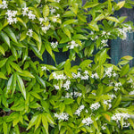 Star Jasmine - Trachelospermum Jasminoides | 3 x 9cm | White