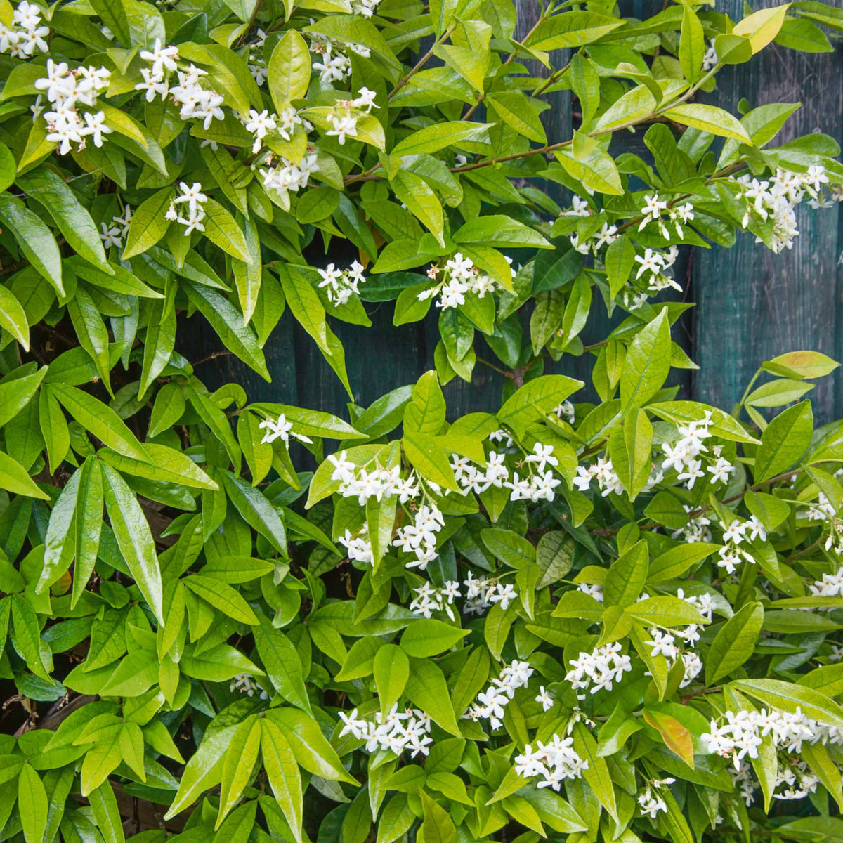 Star Jasmine - Trachelospermum Jasminoides | 3 x 9cm | White