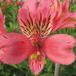 Alstroemeria Majestic Marce -  3 x 9cm Pots