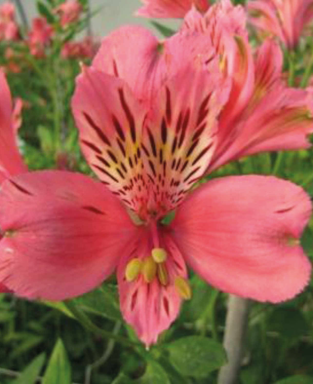 Alstroemeria Majestic Marce -  3 x 9cm Pots