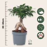 Curtain Fig - Ficus Microcarpa - Height 30-40cm - ⌀12cm | Set of 1 | Green