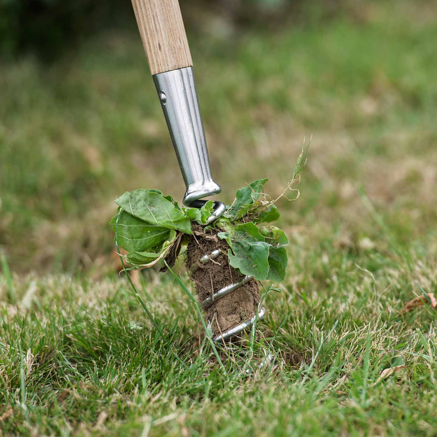 Stainless Steel Long-handled Corkscrew Weeder | 100cm | Brown