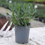 Lavender 'munstead Strain' Compact Fragrant Hardy | 3 x Jumbo Plugs | Multi