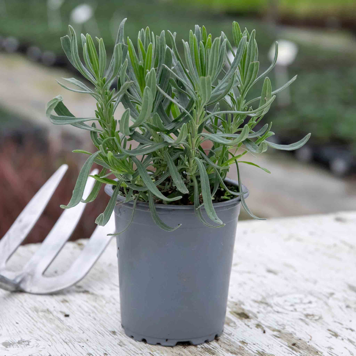 Lavender 'munstead Strain' Compact Fragrant Hardy | 12 x Jumbo Plugs | Multi