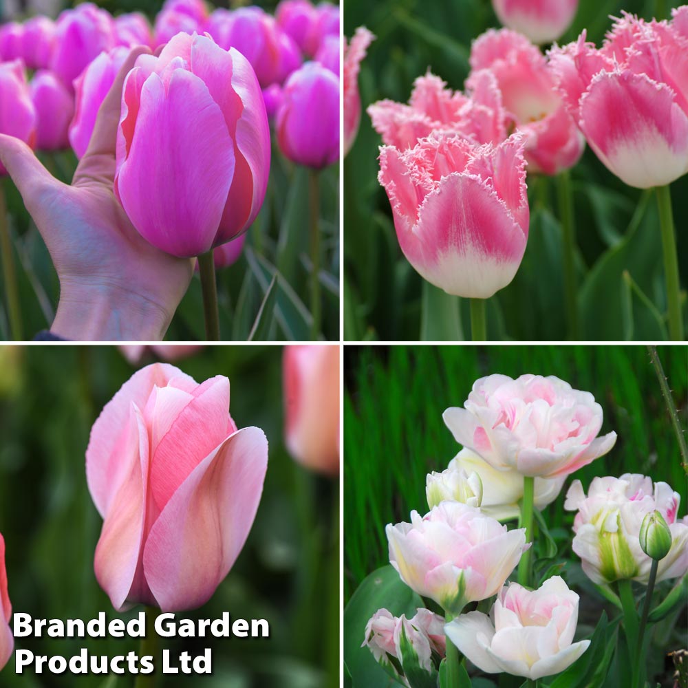 Thompson & Morgan Tulip Pretty In Pink Collection 32 Bulbs