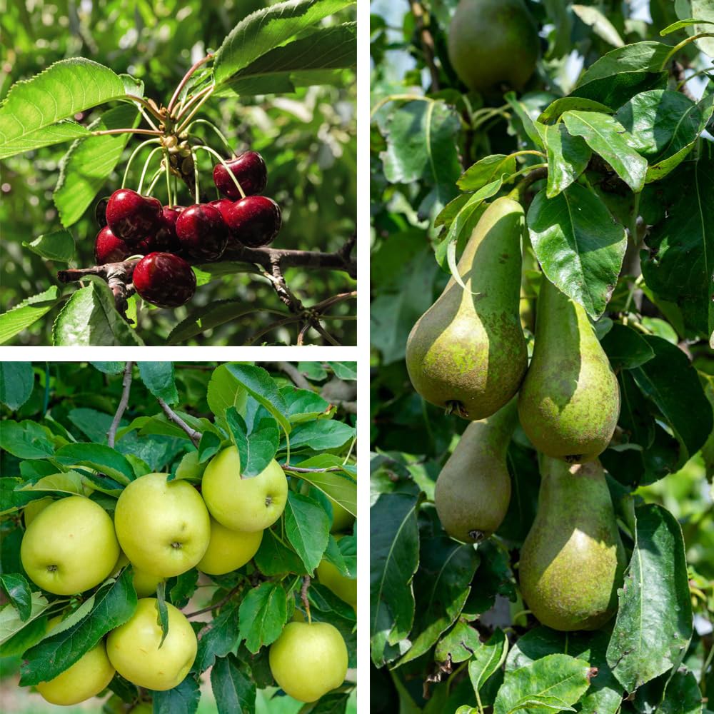 Mini Patio Fruit Tree Collection - 3 Potted Plants