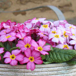 Primula Tinkerbells- Pretty In Pink, A Spring Treat 6 X Young Plants