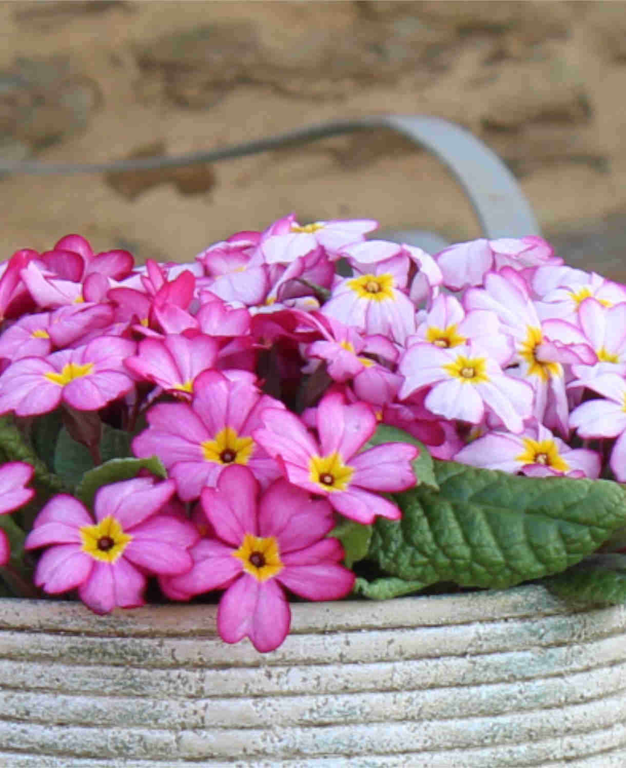 Primula Tinkerbells- Pretty In Pink, A Spring Treat 6 X Young Plants