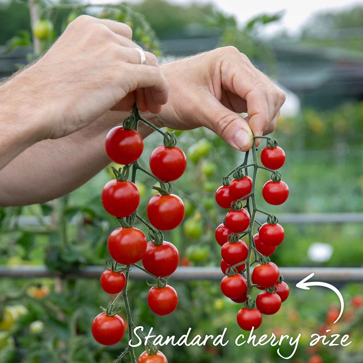 Grafted Cordon Tomato Plant Gardeners Delight 7cm Plants | Set of 3