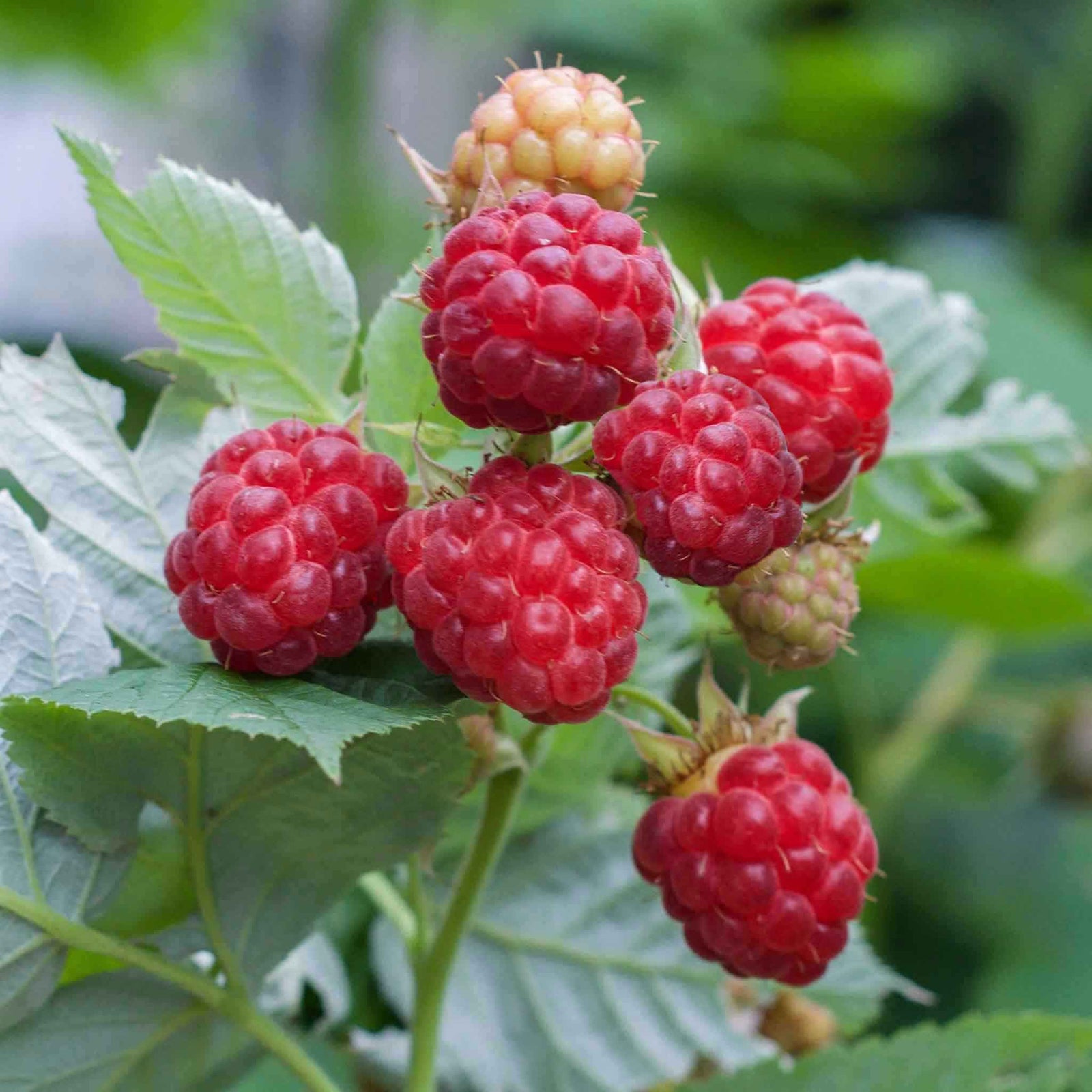 Raspberry 'glen Ample' (midseason Summer Fruit) | 1 x 2L | Red