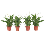 Peace Lilly - 4 Pcs. - Spathiphyllum 'torelli' - Height 30-45cm - ⌀12cm | Set of 4 | White