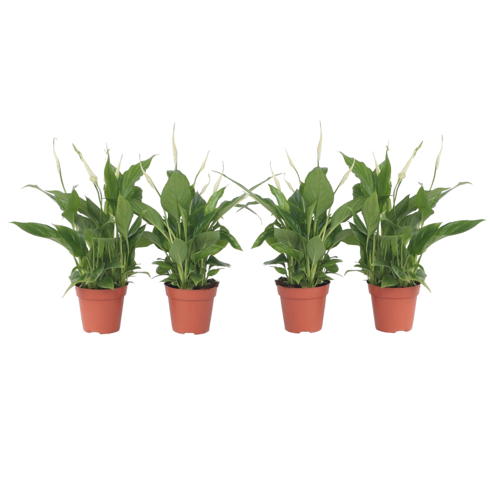Peace Lilly - 4 Pcs. - Spathiphyllum 'torelli' - Height 30-45cm - ⌀12cm | Set of 4 | White