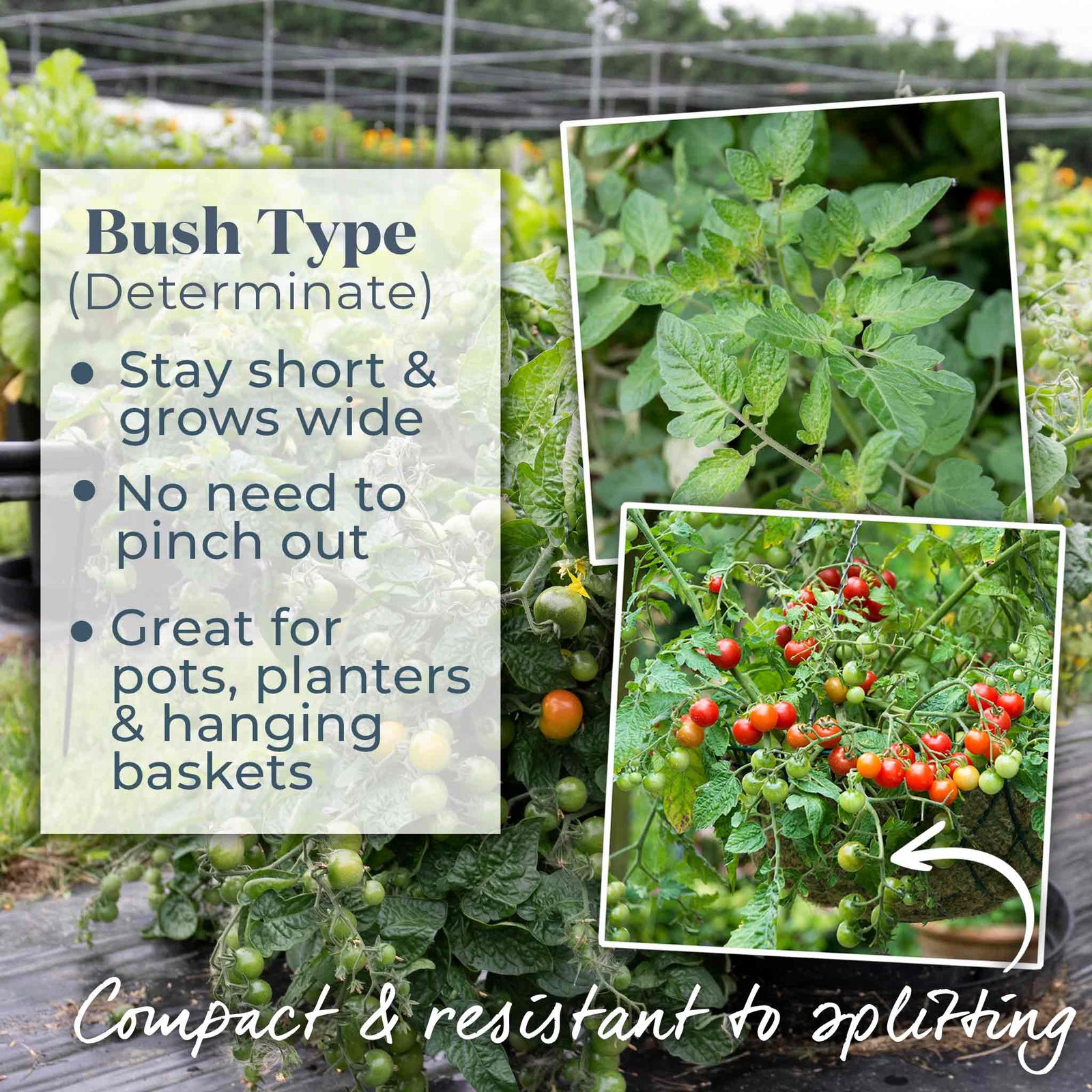 Tomato Seeds 'terenzo' F1 | 8 Seeds