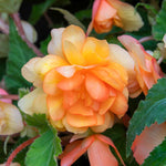 Begonia 'illumination Apricot Mix' - Apricot & Lemon Cascading Blooms 30cm | 60 x Pro Grower Plugs | Yellow