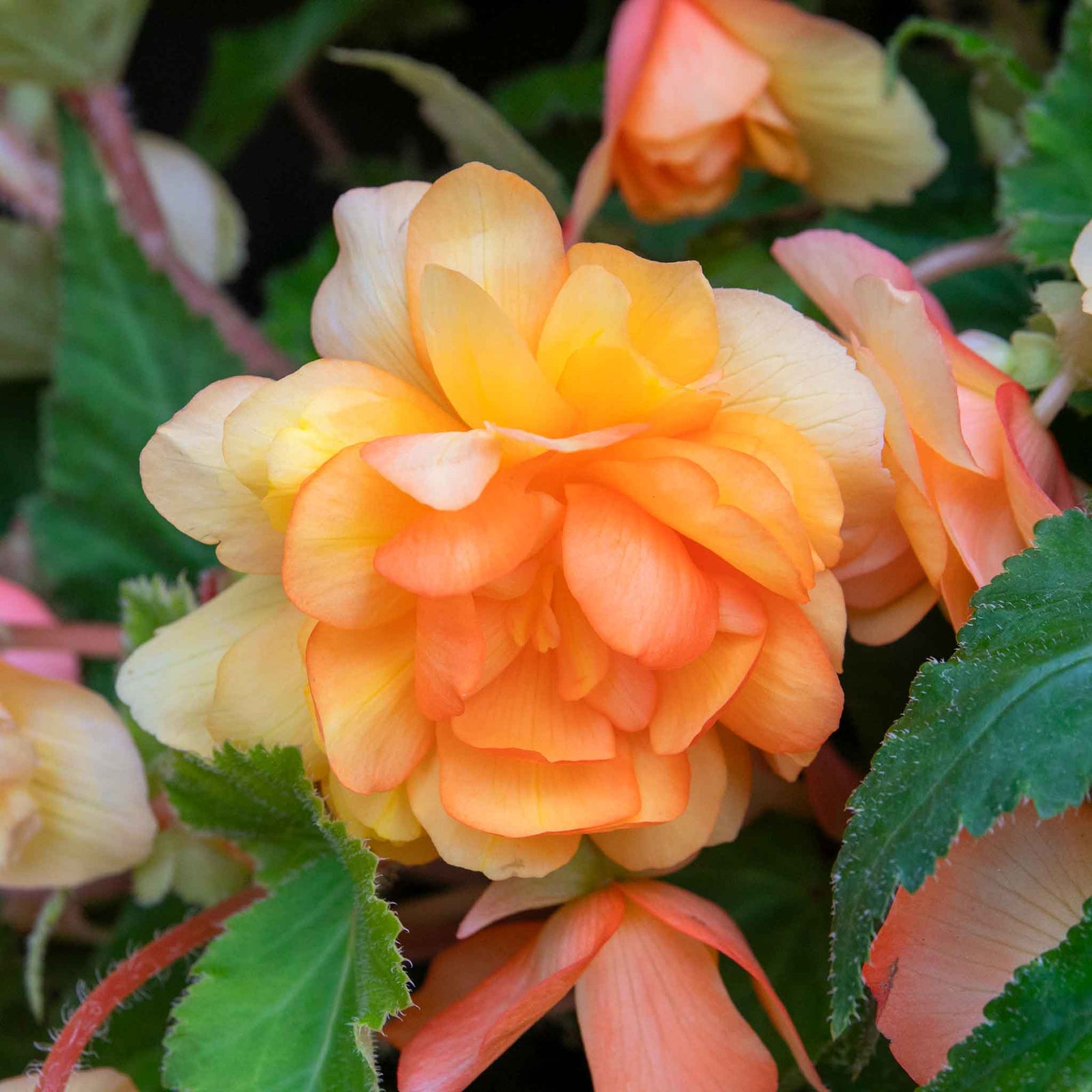 Begonia 'illumination Apricot Mix' - Apricot & Lemon Cascading Blooms 30cm | 60 x Pro Grower Plugs | Yellow