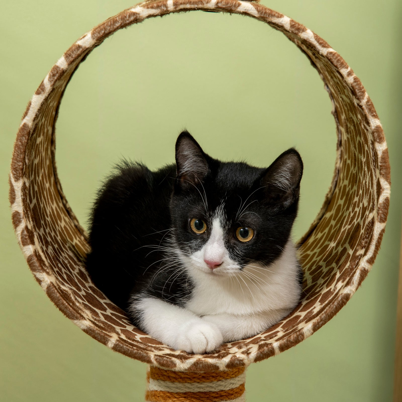 Cat Tree Cute Giraffe Kitten Play Tower W/ Scratching Posts, Tunnel, Ball