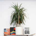 Madagascar Dragon Tree - 2 Pcs. - Dracaena 'magenta' - Height 70-80cm - ⌀17cm | Set of 2 | Green