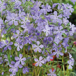 Phlox Divaricata Subsp. Laphamii 'chattahoochee' Lavender-blue Woodland Phlox | 3 x Jumbo Plugs | Lavender