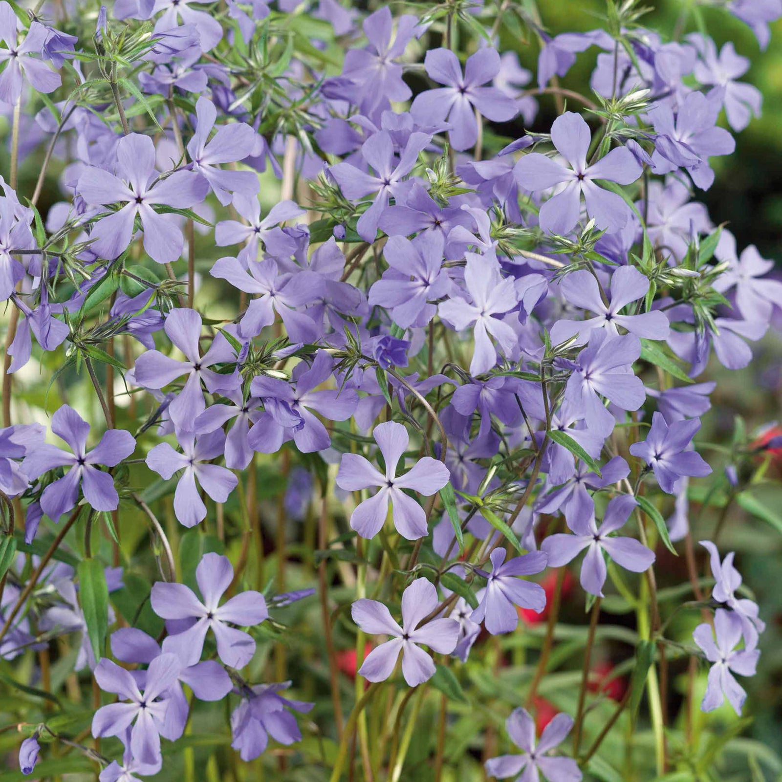 Phlox Divaricata Subsp. Laphamii 'chattahoochee' Lavender-blue Woodland Phlox | 3 x Jumbo Plugs | Lavender
