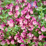 Salvia 'melba Magic Peach' - Soft Peach, Long-flowering Perennial | 6 x Jumbo Plugs | Multi