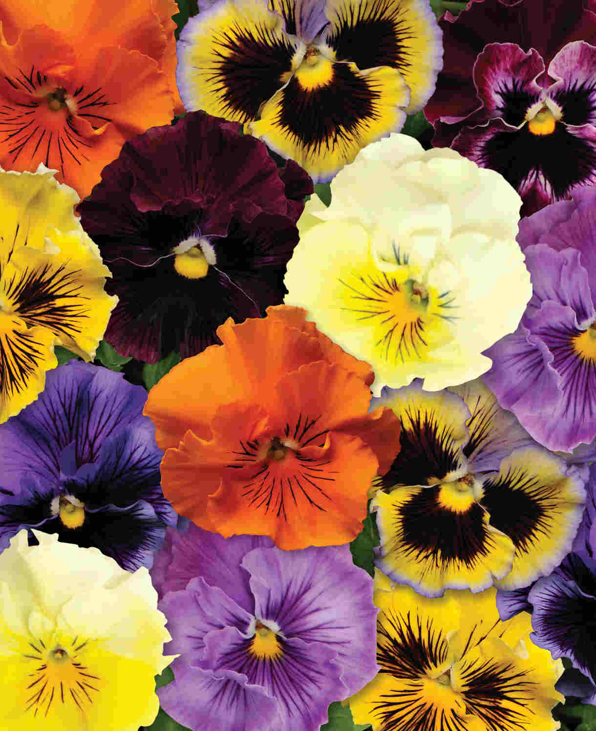 Pansy Frizzle Sizzle Mix - young plants | 12 x Garden Ready Plugs | Multi