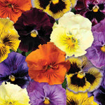 Pansy Frizzle Sizzle Mix - young plants | 24 x Garden Ready Plugs | Multi