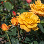 Rose 'golden Delicious' — Deep Yellow Citrus-scented Hybrid Tea | 1 x Bare Root | Yellow