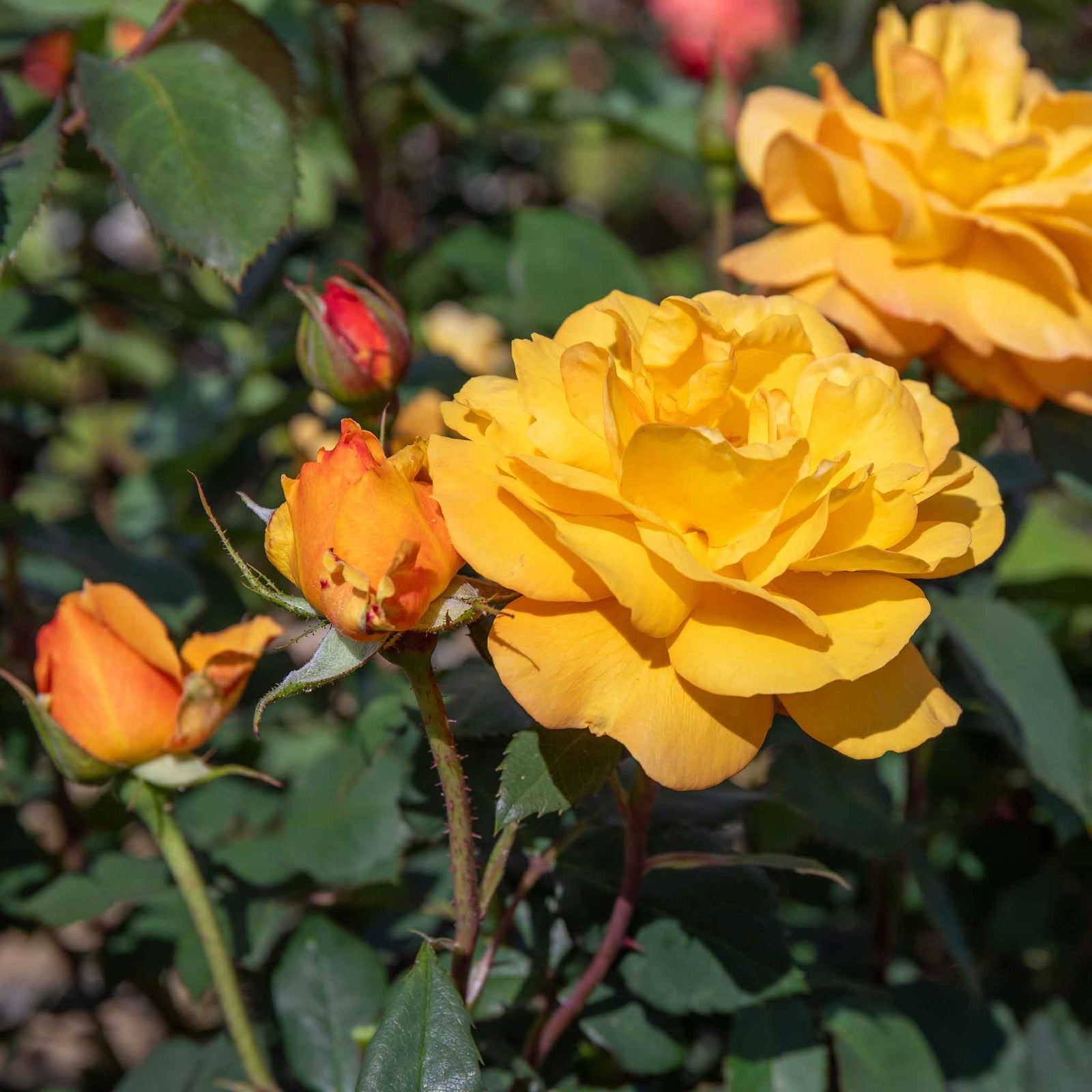 Rose 'golden Delicious' — Deep Yellow Citrus-scented Hybrid Tea | 1 x Bare Root | Yellow
