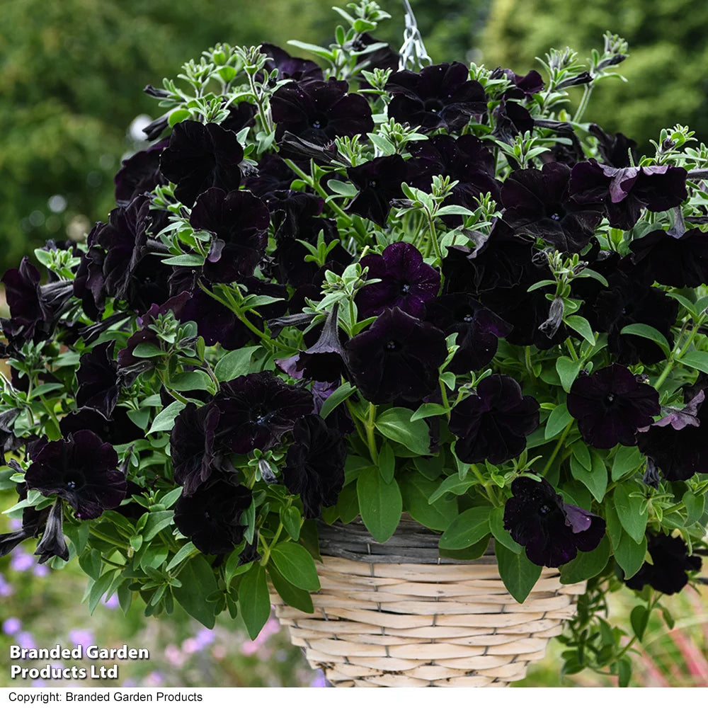 Easy Wave Navy Velour Petunia Garden Ready Plants - Deep Blue-purple Groundcover | 12 x Garden Ready Plants