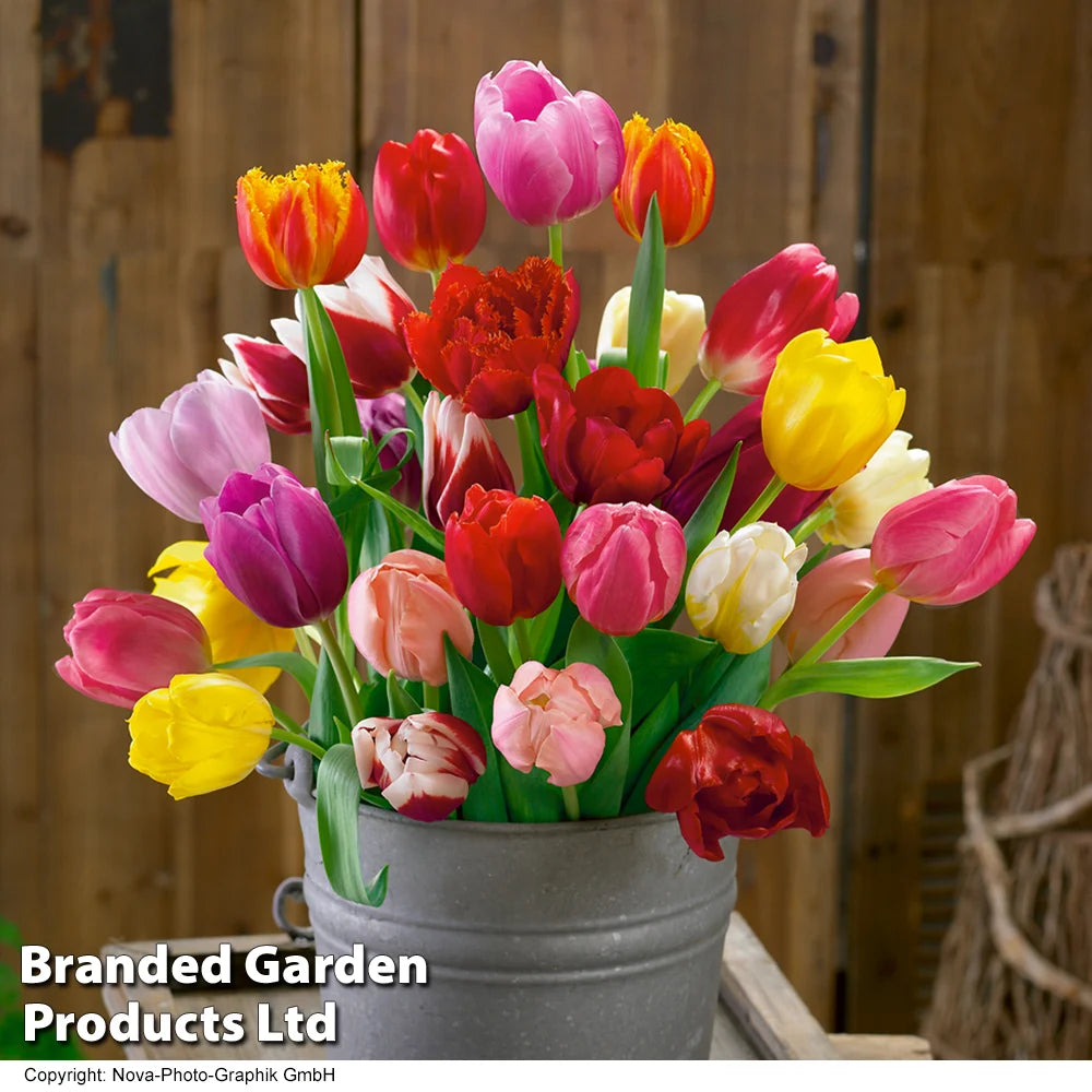 Thompson & Morgan Tulip 'triumph Mixed - 160 Bulbs