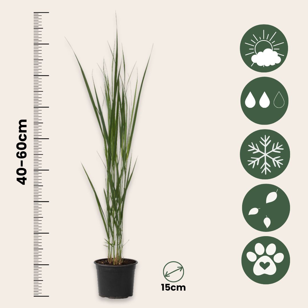Switch Grass - Panicum Virgatum 'northwind' - Height 40-60cm - ⌀23cm | Set of 1 | Green