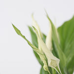 Peace Lilly - 2 Pcs. - Spathiphyllum 'torelli' - Height 30-45cm - ⌀12cm | Set of 2 | White