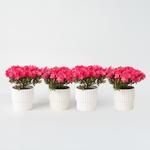 Azalea - Rhododendron Azalea 'Anouk' - Height 25-40cm - ⌀17cm | Set of 4 | Pink